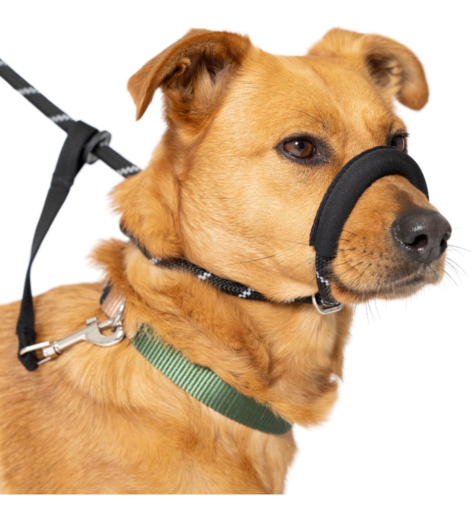Total Pet Anti-Pull Figure 8 Dog Lead with Padded Nose Support - Medium/Large Black - Buy Online on SooperMarket.com