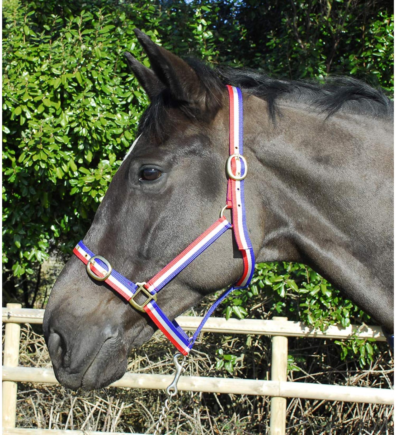 Rhinegold nylon halter coldblood / warmblood extra large red / white / blue