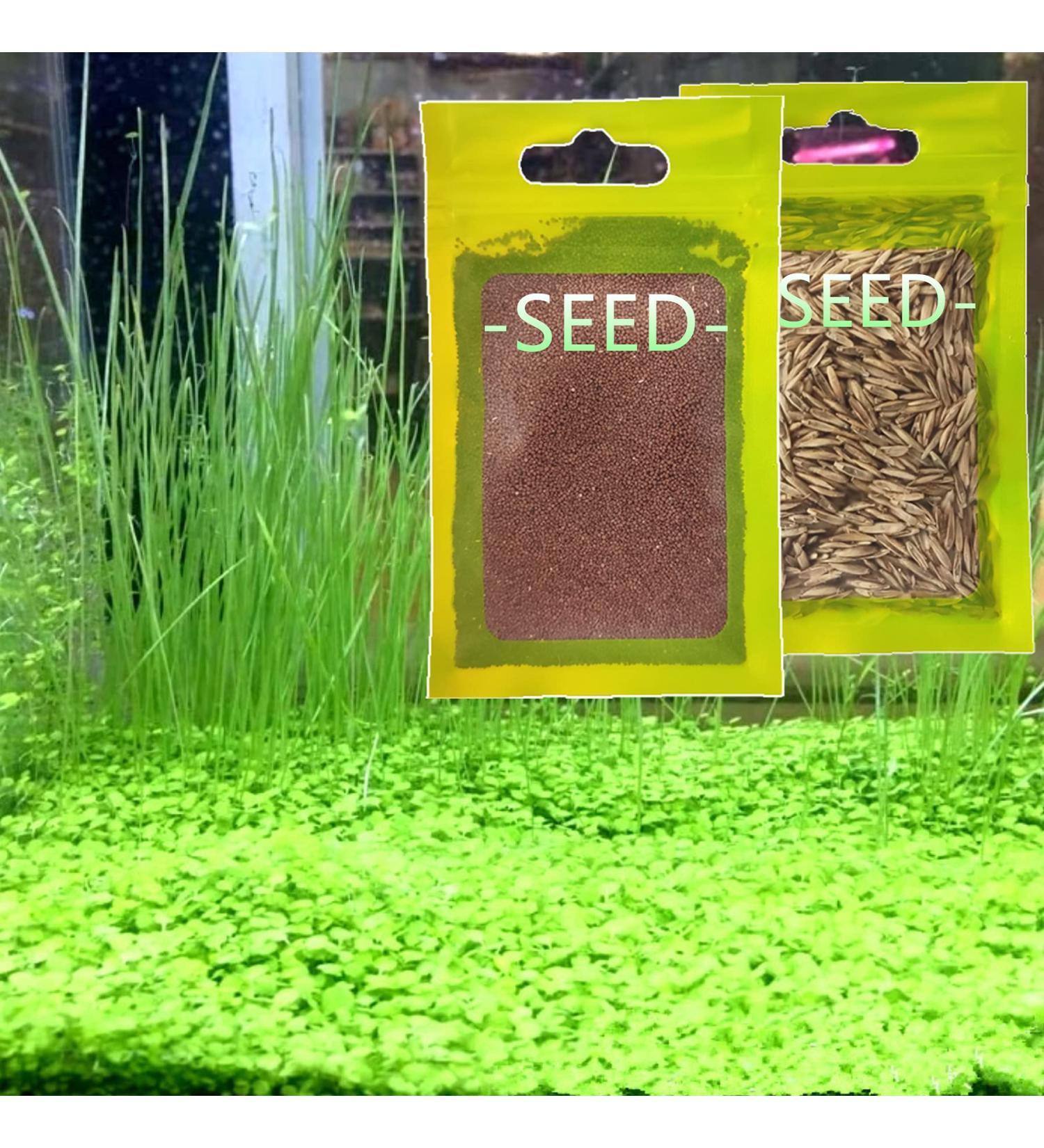 Freshwater Aquarium Plant Seeds Combo - Mini Leaf & Longhair Grass, Small Pearl - Fish Tank Terrarium Decor - Buy Online on SooperMarket.com
