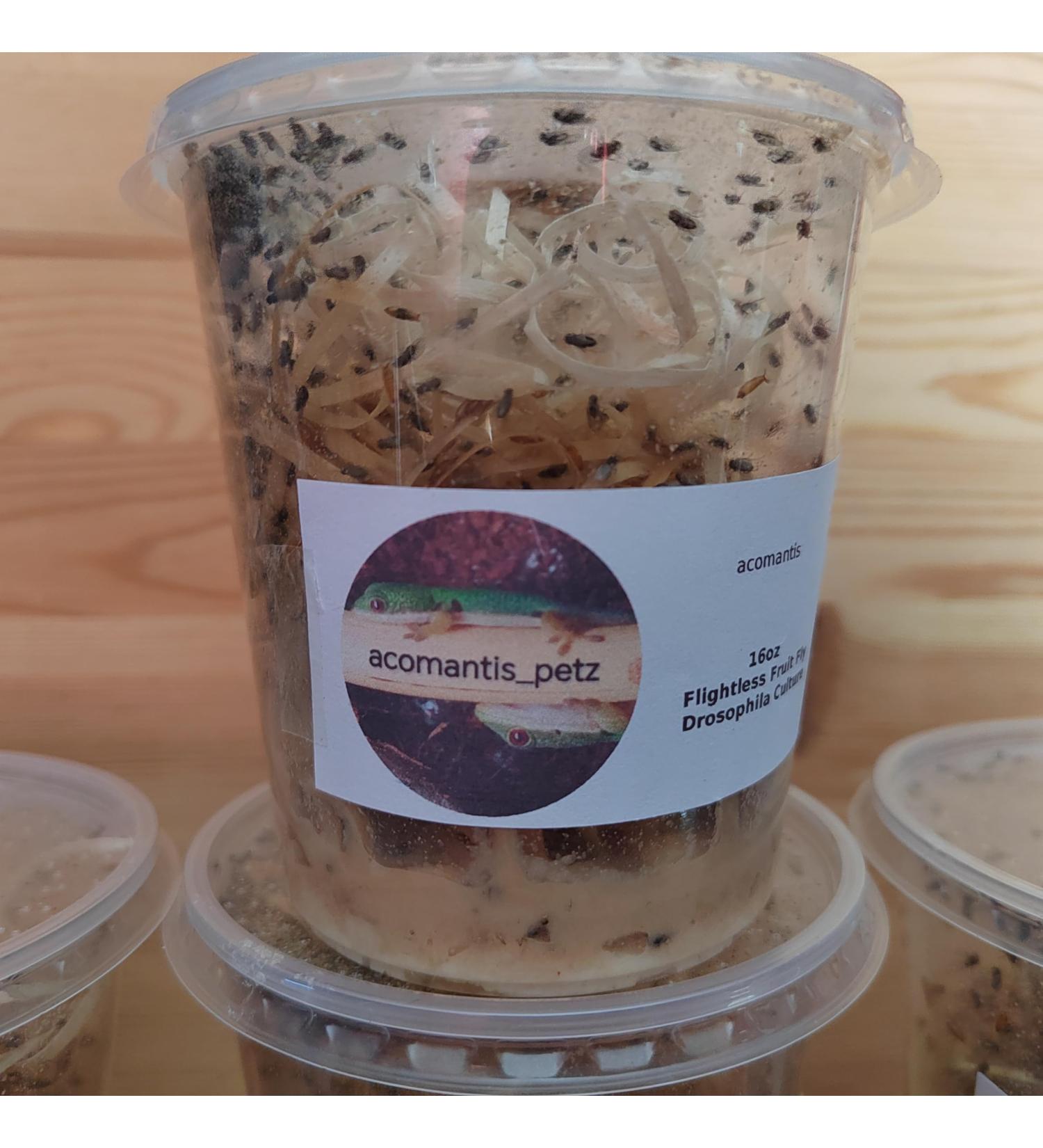 acomantis 16oz tub Flightless Fruit Flies (Drosophila Culture) Live Food - Buy Online on SooperMarket.com