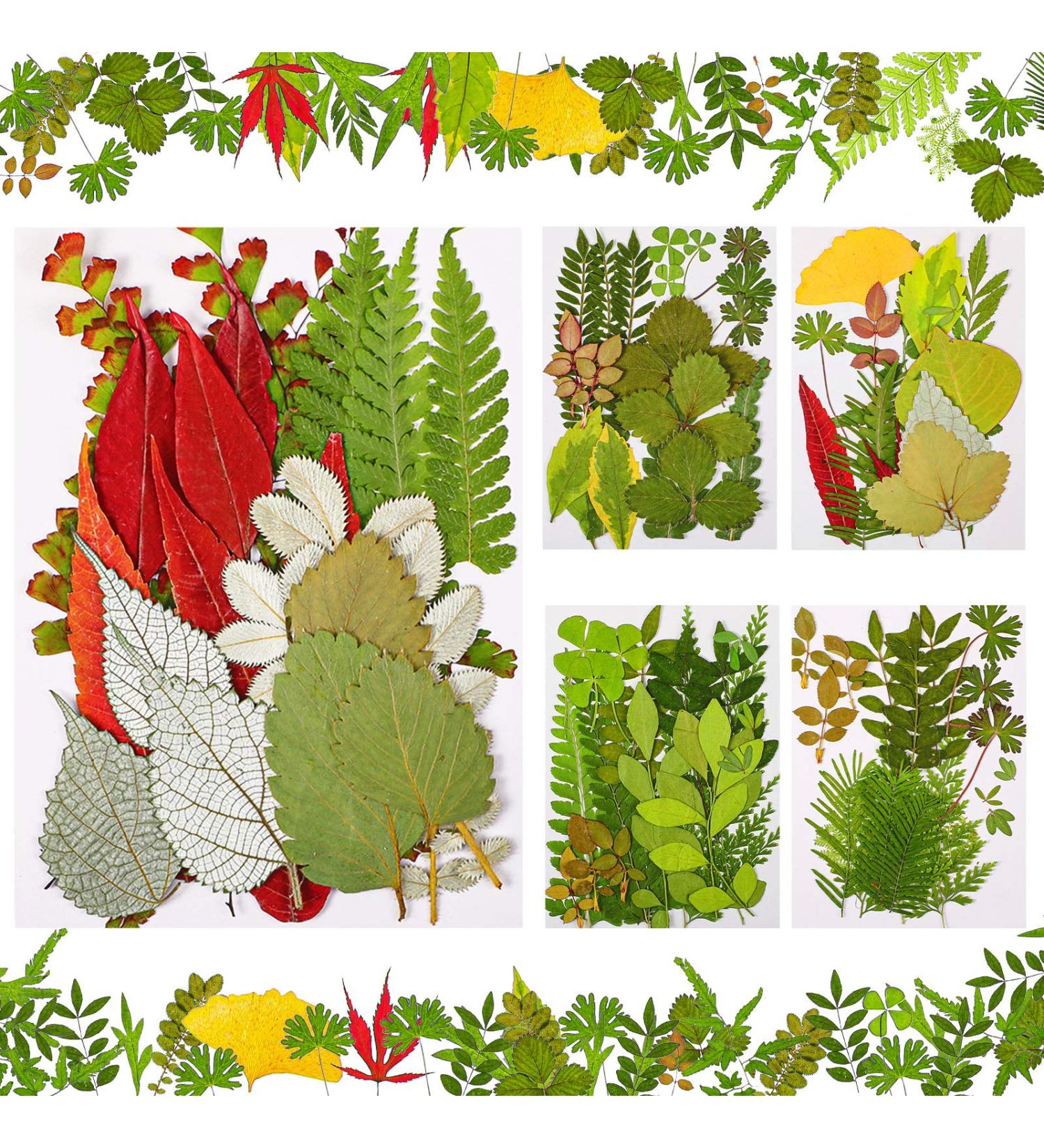 99-Piece Assorted Real Dried Leaves for Resin Art & Craft - Plant Herbarium & DIY Jewelry Decoration - Handmade Bookmarks - 5 Bags - Buy Online on SooperMarket.com