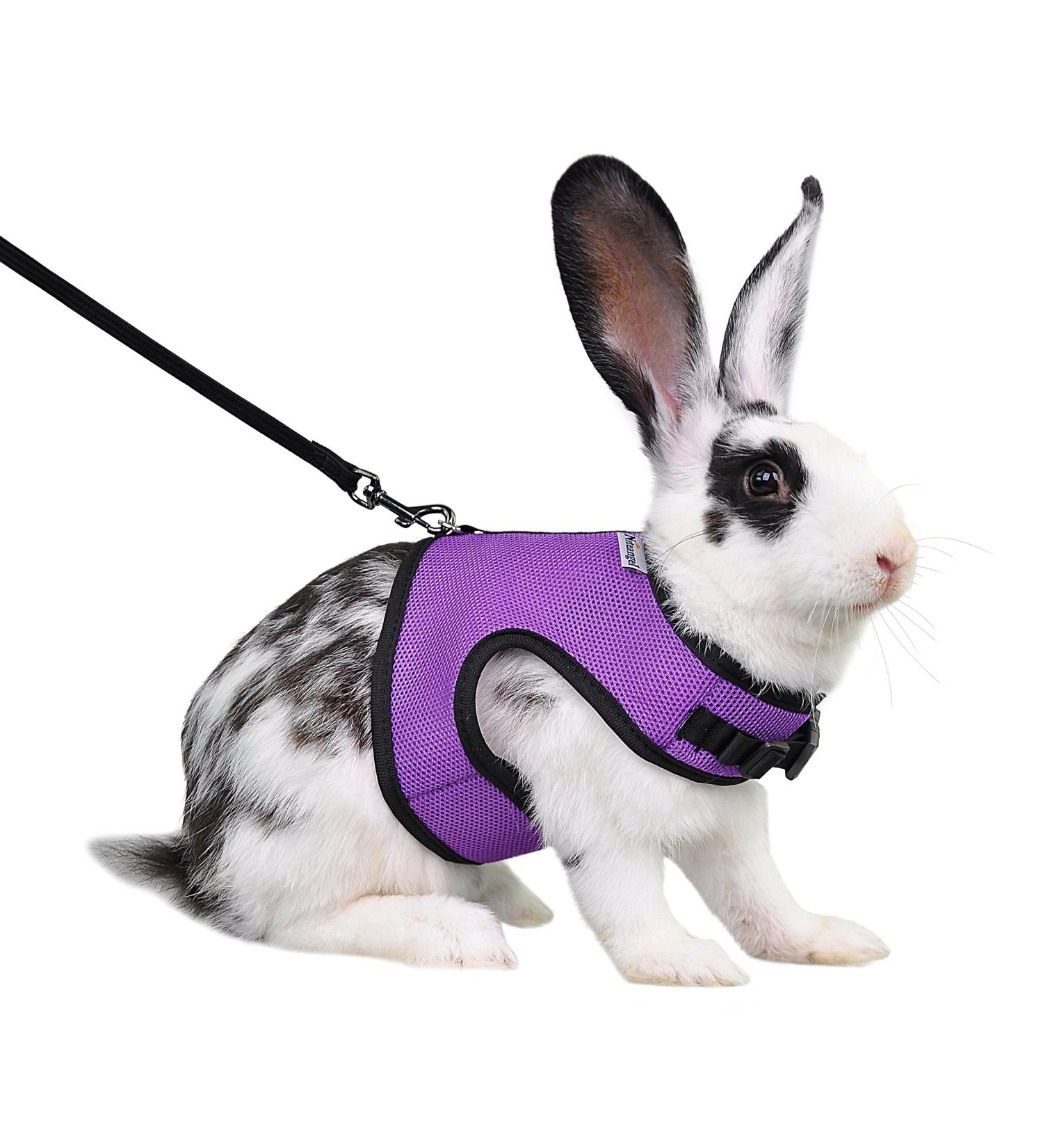 Niteangel Adjustable Soft Harness for Rabbit (L Purple) - Elastic Leash Included | Shop Internationally - Buy Online on SooperMarket.com
