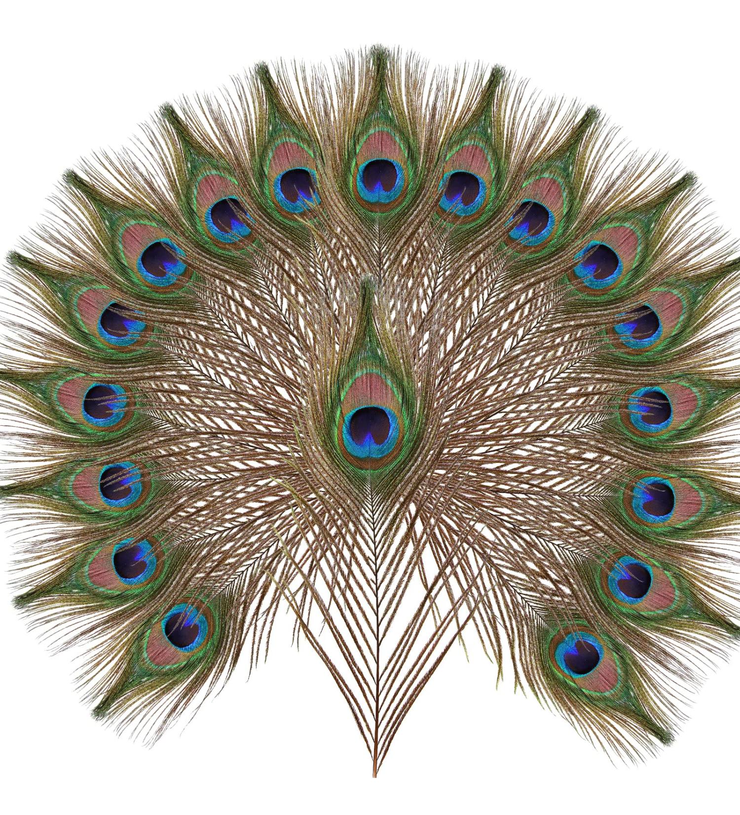 10pcs Multicolored Natural Peacock Feathers for DIY Crafts and Easter Decoration - 10-12 inch - Buy Online on SooperMarket.com