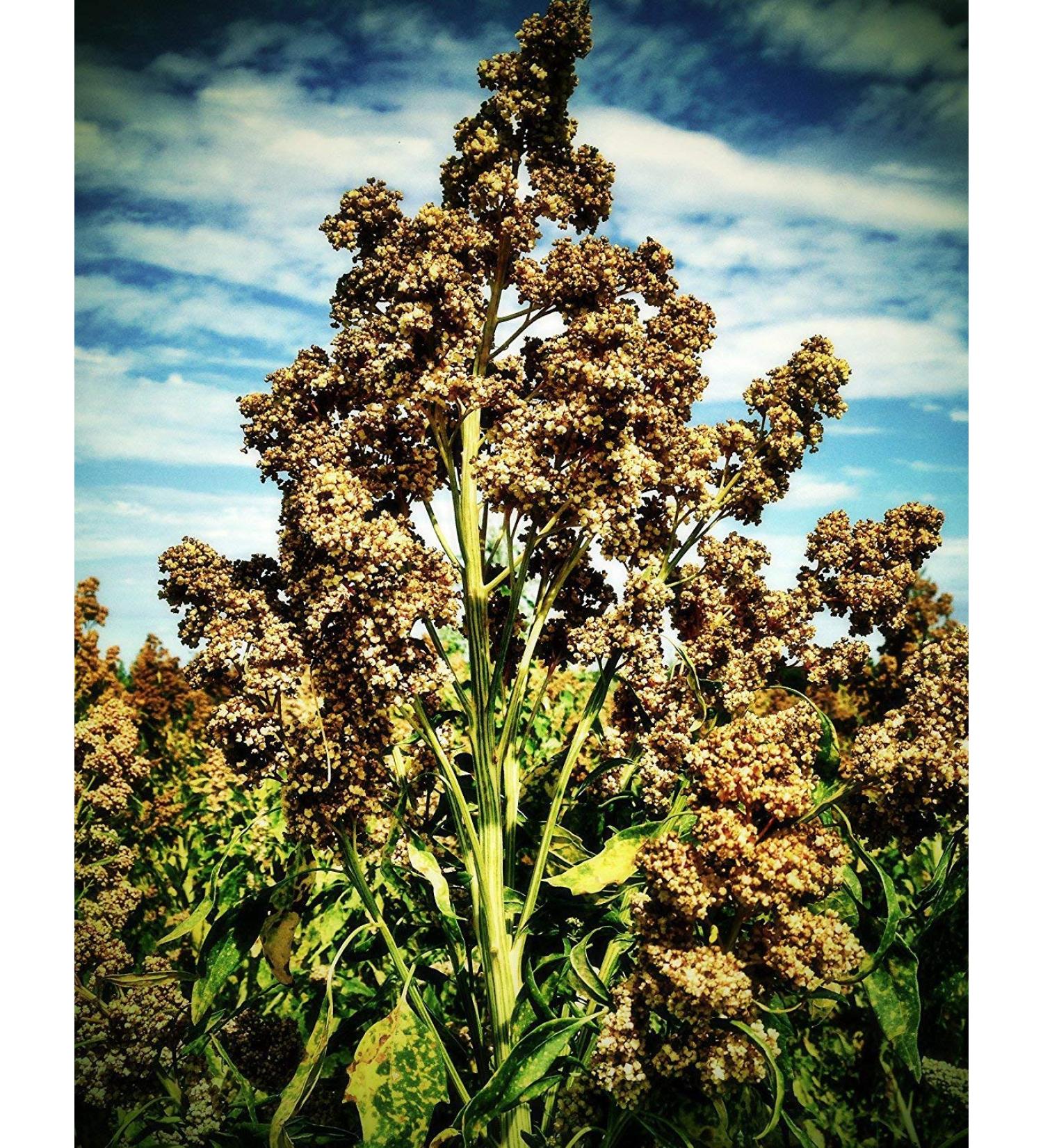 Potseed 100 Quinoa Semi Bianco