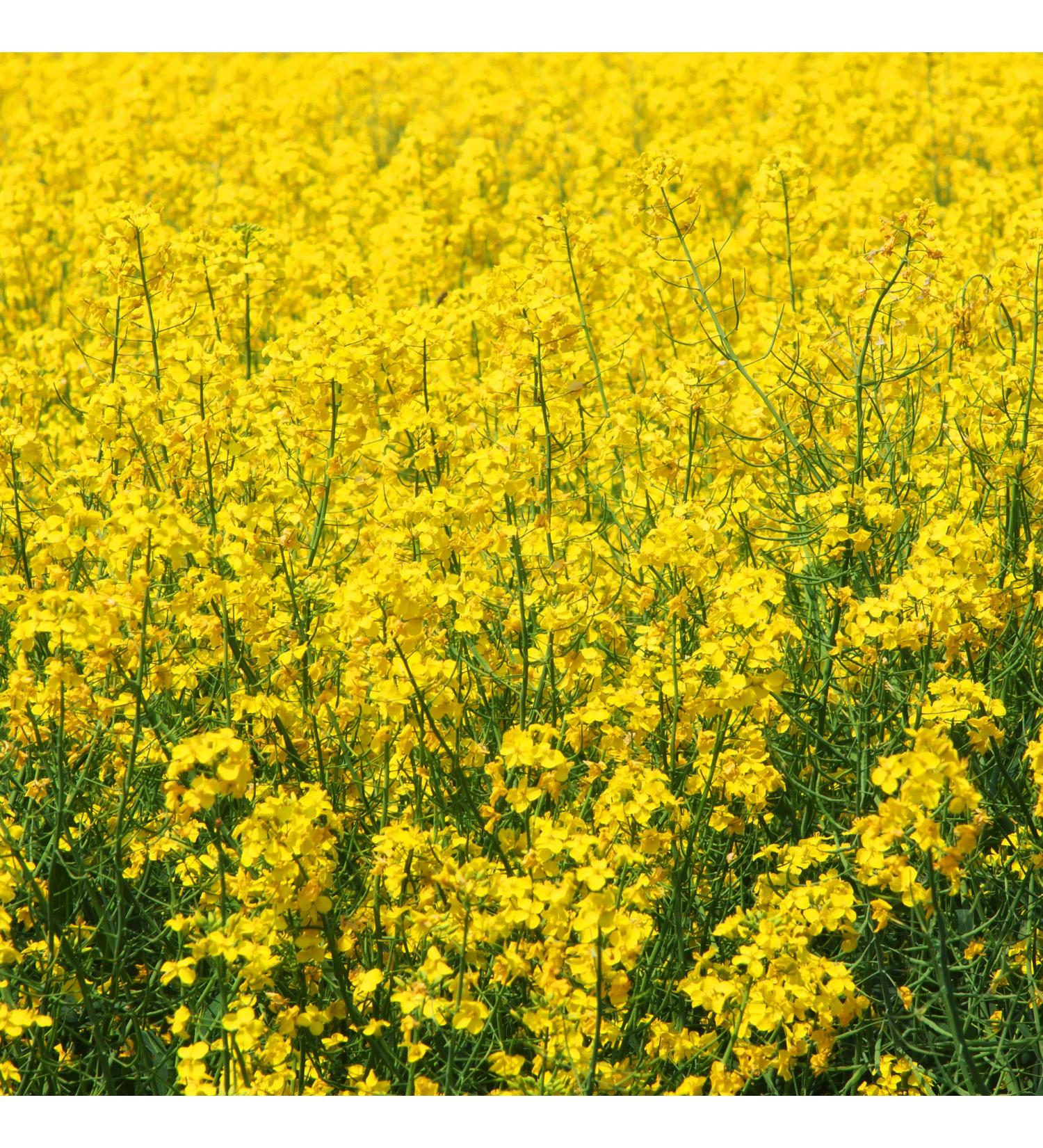 Sinapis Alba Yellow Mustard Herb Garden Seeds - 5000 Seeds for Culinary Spice & Flavoring - Buy Online on SooperMarket.com