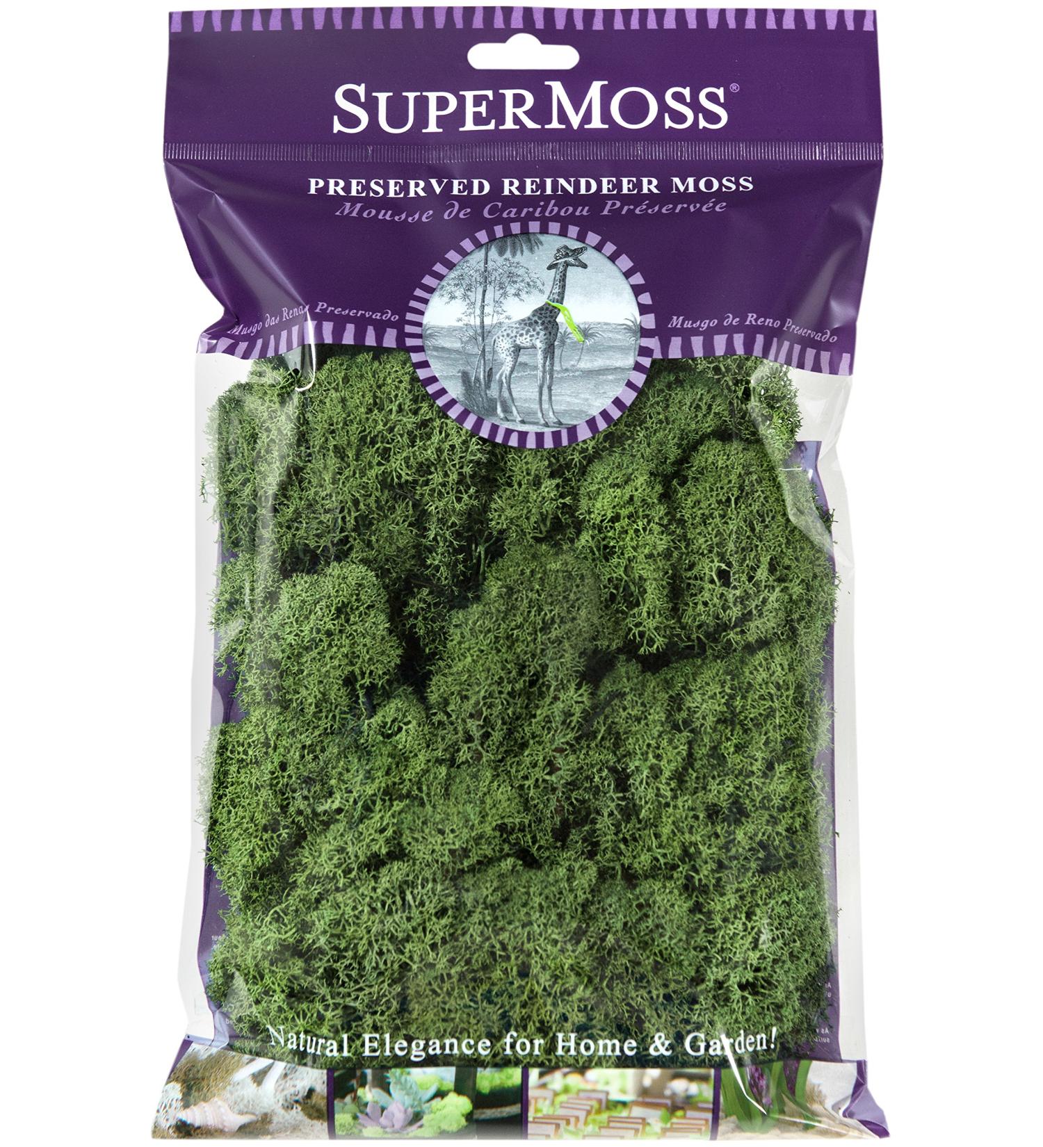 SuperMoss (23080) Reindeer Moss Preserved, Basil, 2 Ounces