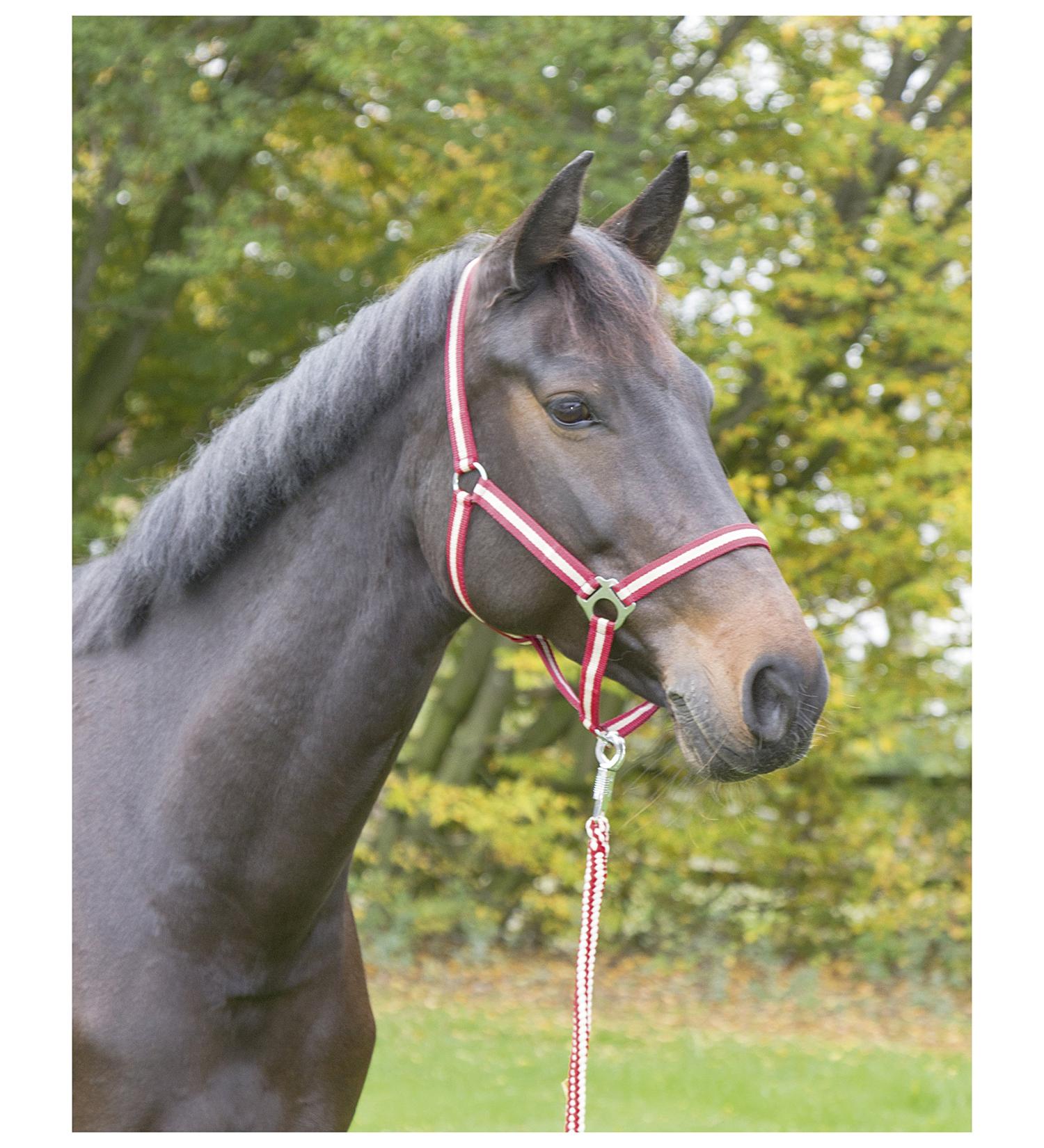Kerbl Nylon Halter for Hippo Pony & Shetty - Full Cob & XFull Sizes in 6 Colors Including 3 Reds | Durable & Adjustable - Buy Online on SooperMarket.com