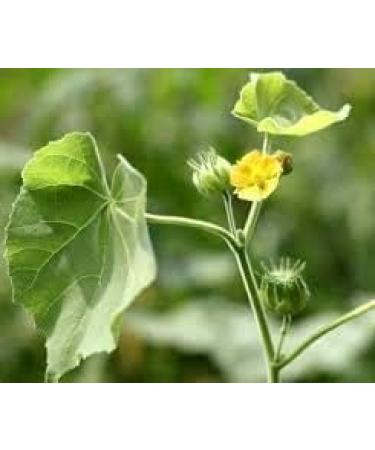 AOZA ISTA AYURVEDA Atibala Leaf Powder (Abutilon indicum) Kangi Powder Indian Mallow - 200 g - Buy Online on SooperMarket.com