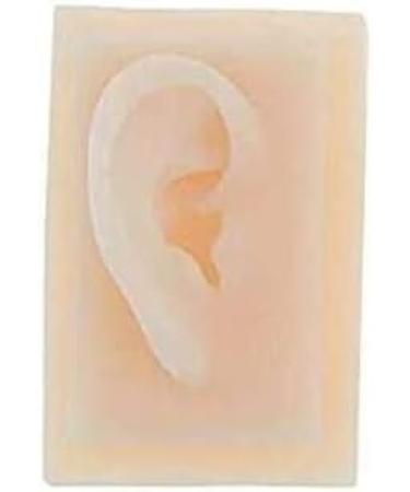 Model of Ear A Model of Silicon Ears Couple Human Model The of The Medical Research Pelle9 7 X 6.3 Centimeters / 3.82 X 2.48Inch - Buy Online on SooperMarket.com
