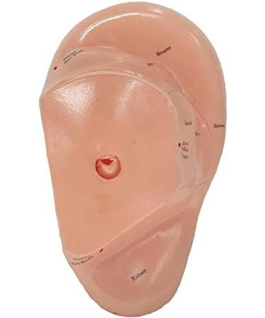 Geynutaly English Version Ear Acupuncture Earpins Model Model Auricular Application Model Ear Acupuncture Points Model - Buy Online on SooperMarket.com