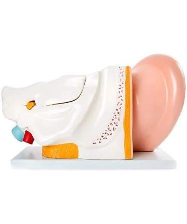 Human Ear Anatomy Model 5 Times Life Size 6 Part Ear Model Anatomical Structure Detachable Medical Training Support - Buy Online on SooperMarket.com