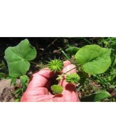 AOZA ISTA AYURVEDA Atibala Leaf Powder (Abutilon indicum) Kangi Powder Indian Mallow - 200 g - Buy Online on SooperMarket.com