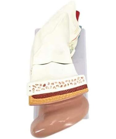 Human Anatomy Model Ear 5 Times Life Size 3 Pieces Model Anatomical Structure Detachable Ear Training for Aid - Buy Online on SooperMarket.com