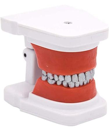 LBYYH Teeth Orthodontic model demonstration model dental model of the exercise to communicate oral demonstrations with patients at school