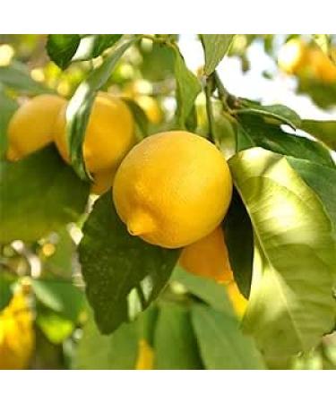 seelans Yellow Lemon | 10 Pieces | Lemon | 100% Fresh | Inidan Origin Next Day Shipping