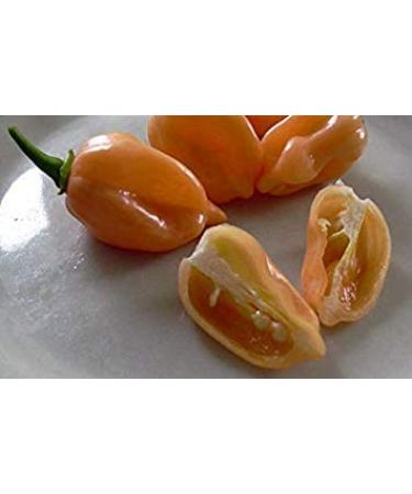 Peach Habanero Semi Puri