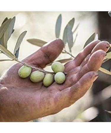 Buy Award-Winning Jordan Bio Olive Oil - 0.5L Organic Greek Olive Oil from Lesbos - Cold Extracted & Handcrafted - Certified Quality - 500ml (1 Pack) - Buy Online on SooperMarket.com