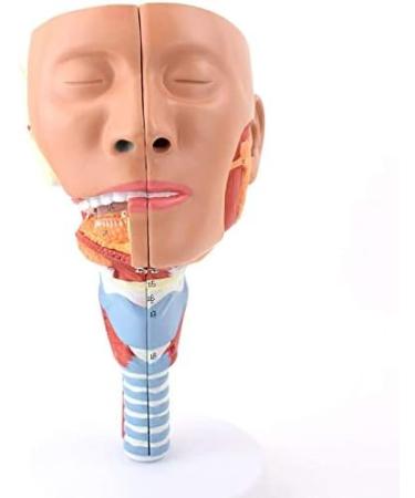 Human Head Human Body Model and Muscle Nasal Pharyngeal Throat Trachea Cricopharyng Muscle Anatomy Model Medical Teaching Accessories - Buy Online on SooperMarket.com