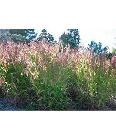 Semi di piante 50pcs SEA Oats Chasmanthium Latifolium