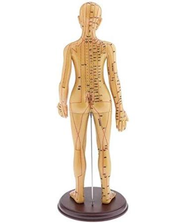 48Cm Model Anatomy Professional Medical Acupuncture Female with Meridian Points Soft Vinyl Material - Buy Online on SooperMarket.com
