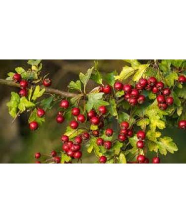 Hawthorn Berries 250g by Virgolden - Buy Online on SooperMarket.com