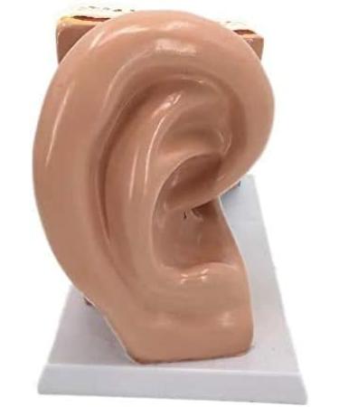 Human Anatomy Model Ear 5 Times Life Size 3 Pieces Model Anatomical Structure Detachable Ear Training for Aid - Buy Online on SooperMarket.com