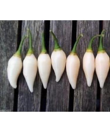 25 semi di Pepe Coyote Zan Bianco (Capsicum chinense) - dal Brasile