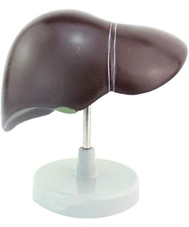 1: 1 Anatomical Human Liver Liver Lobe Gallbladder Model Medical School - Buy Online on SooperMarket.com