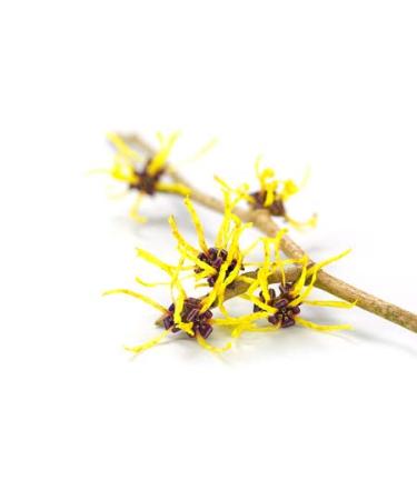 Witch hazel water DAB 500ml by Dragonspice Naturwaren 500ml 500 Ml