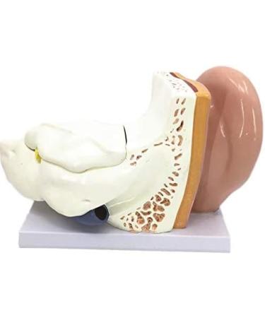 Human Anatomy Model Ear 5 Times Life Size 3 Pieces Model Anatomical Structure Detachable Ear Training for Aid - Buy Online on SooperMarket.com