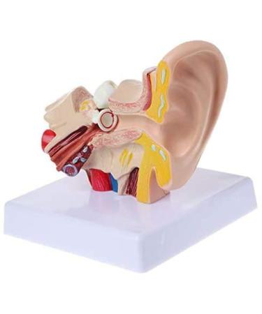 Ear Human Anatomy Model 1.5 Times Life Size Medical Training Support