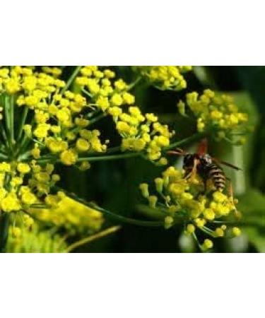100% natural Moroccan fennel honey. - Buy Online on SooperMarket.com