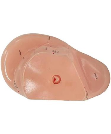 Geynutaly English Version Ear Acupuncture Earpins Model Model Auricular Application Model Ear Acupuncture Points Model - Buy Online on SooperMarket.com