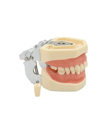 ZCbyBT toothoral model 28 screws to fix the teeth removable gums for practical operation and demonstration lessons