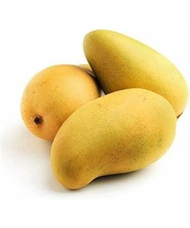 veenas Kesar Mango | 12 Units (App 4KG) |Juicy Mangoes |Fresh Mango Fruit | Natural Fruit | Summar Fruit | Indian Origin