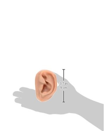 3B Scientific N16 Acupuncture Ears Model Set for 10 Students 3.7-Inchx2.4-Inchx1.6-Inch Size - Buy Online on SooperMarket.com