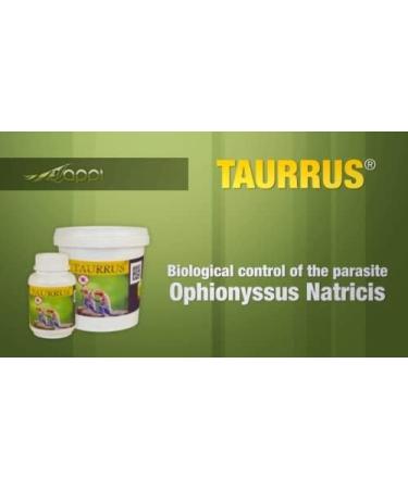 M&S Reptiles TAURRUS XL Predatory Mites for Effective Mite Control (50 Animal Capacity) | International Shipping - Buy Online on SooperMarket.com