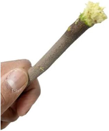 OMC Organic Neem Stick Datun Brush 10pcs - Natural Oral Care for Strong Teeth and No Germs - Buy Online on SooperMarket.com