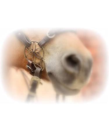 Buy PS Flower Bridle - Lily Hackamore - Bitless Bridle in Silver | Shop Stylish & Comfortable Horse Gear Internationally - Buy Online on SooperMarket.com