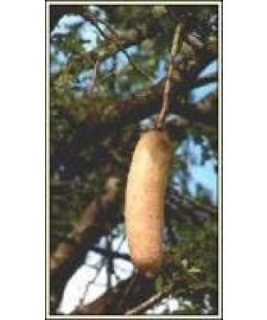 Zambesia Botanica Skin Cream Extra 50ml - Sausage Tree Cream - Buy Online on SooperMarket.com