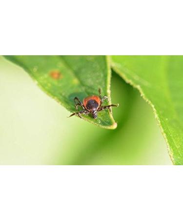Dizefa Tick Traps (5 Cans) - Original Tick Defense for Your Garden | Innovative Protection for Humans & Pets | Reduce FSME & LyReliosis Risks - Buy Online on SooperMarket.com