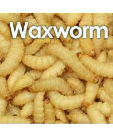 larvae 15-25mm / 1 x 100 (30g) z