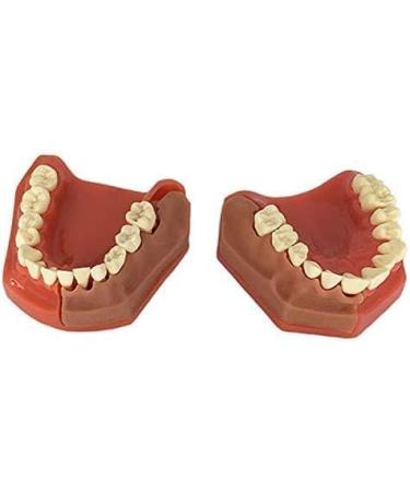 LBYLYH Standard Dental Model - Educational Teeth Model for Children & Adults | Perfect for Studios & Study Tools - Buy Online on SooperMarket.com