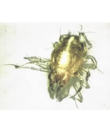 M&S Reptiles TAURRUS XL Predatory Mites for Effective Mite Control (50 Animal Capacity) | International Shipping - Buy Online on SooperMarket.com