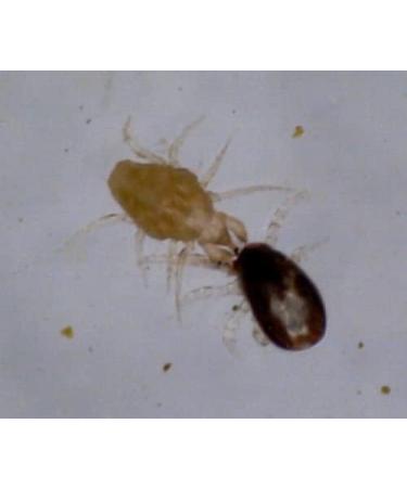 M&S Reptiles TAURRUS XL Predatory Mites for Effective Mite Control (50 Animal Capacity) | International Shipping - Buy Online on SooperMarket.com