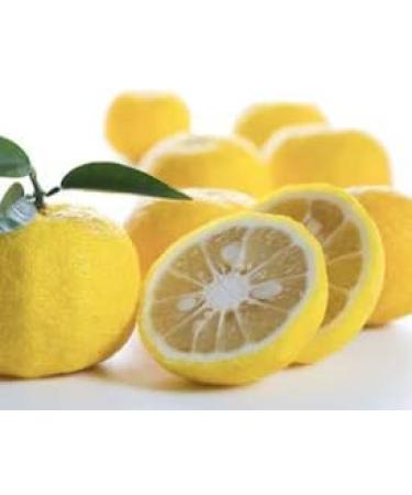 CHILL TEA Tokyo Yuzu Citrus Green Tea - Japanese Loose Leaf Blend for Relaxation - Yuzu Flavour - 30g - Buy Online on SooperMarket.com