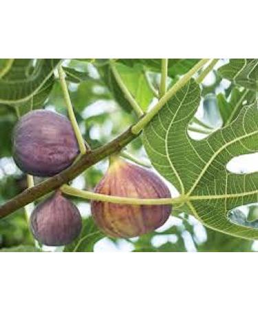 Semi di Albero Sweet Honey FIG