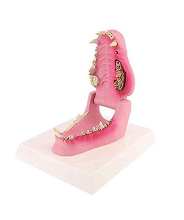 Dog Teeth Model Dog Canine Tooth Anatomy Model Canine Veterinary Animal Skeleton Veterinary Teaching PVC 12X7.5X5.5Cm/4.72X2.95X2.17In