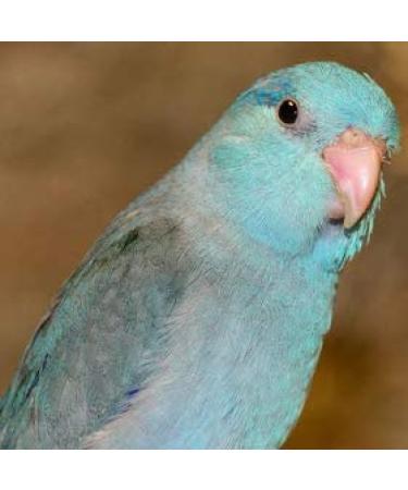 Birds LOVE All Natural Garden Blend 2lb - Small Birds - Pack of 1 - Buy Online on SooperMarket.com