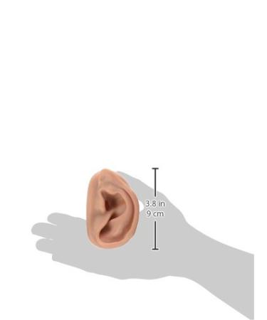 3B Scientific N15/1R SKIN Like Silicone Right Acupuncture Ear Model 3.7-Inchx2.4-Inchx1.6-Inch - Buy Online on SooperMarket.com